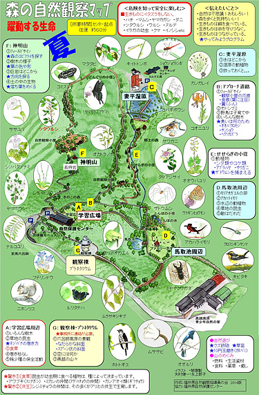 自然観察マップ夏