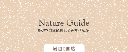 周辺を自然観察