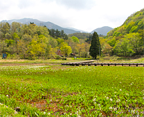 妻平湿原